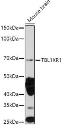 Western Blot: TBLR1 Antibody [NBP2-94126] - Western blot analysis of extracts of Mouse brain, using TBLR1 antibody (NBP2-94126) at 1:1000 dilution. Secondary antibody: HRP Goat Anti-Rabbit IgG (H+L) at 1:10000 dilution. Lysates/proteins: 25ug per lane. Blocking buffer: 3% nonfat dry milk in TBST. Detection: ECL Enhanced Kit. Exposure time: 180s.